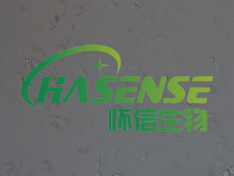 786-O -人腎透明細(xì)胞癌細(xì)胞