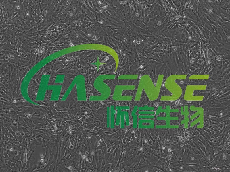 小鼠肺大動脈平滑肌細(xì)胞