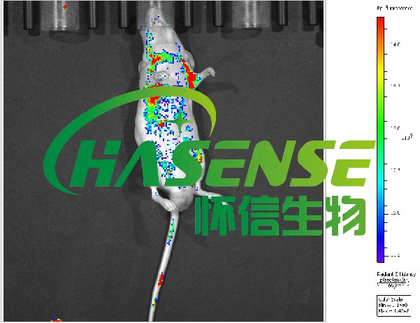 小動(dòng)物活體成像