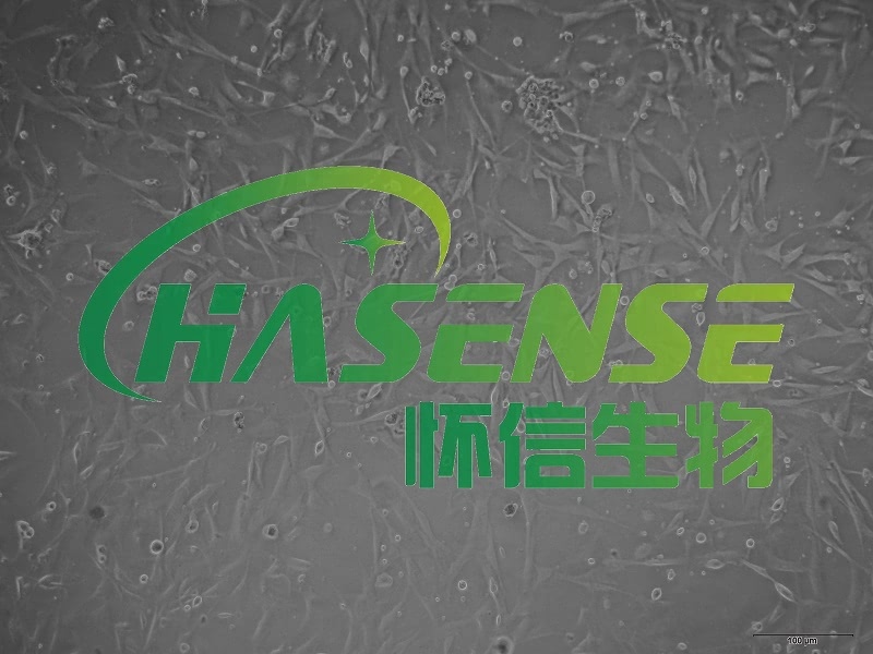 神經(jīng)膠質(zhì)細(xì)胞