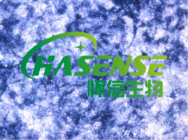 ALP染色服務(wù)